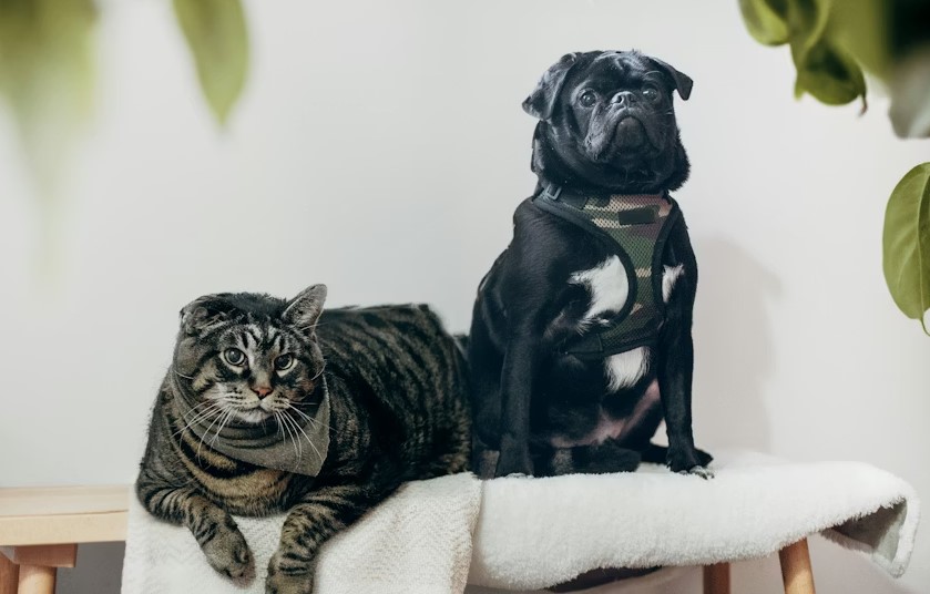 Animal Care And Pet Safety At Home.jpg