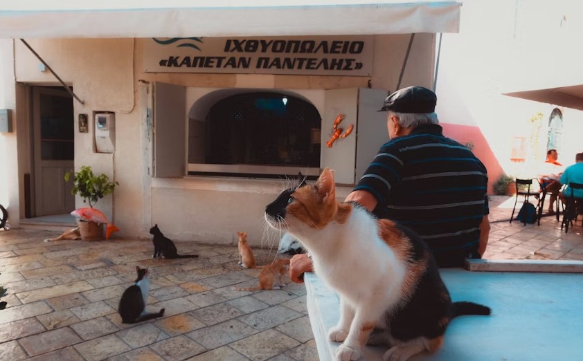 Animal Care At Home.jpg