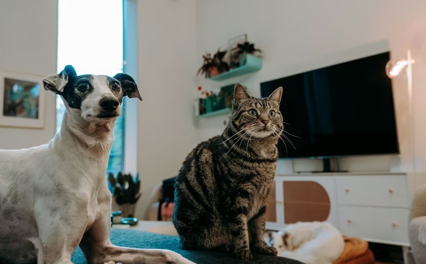 Animal Care Essentials For Indoor Pets.jpg