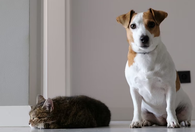 Animal Care Guide For Dogs And Cats.jpg