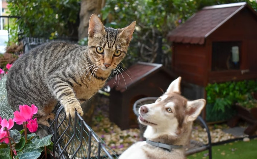 Animal Care Lifestyle For Healthy Pets.jpg