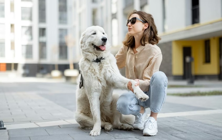 Basic Animal Care Knowledge.jpg