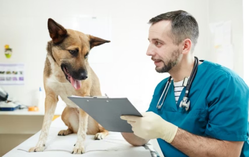 Best Animal Hospitals In California.jpg