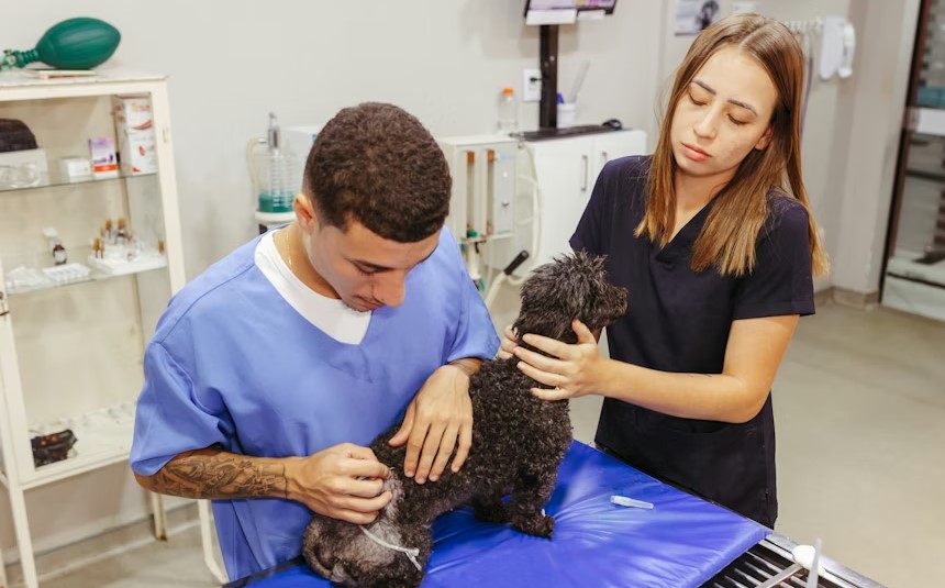 Best Animal Hospitals In Connecticut.jpg