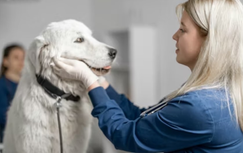 Best Animal Hospitals In Hawaii.jpg