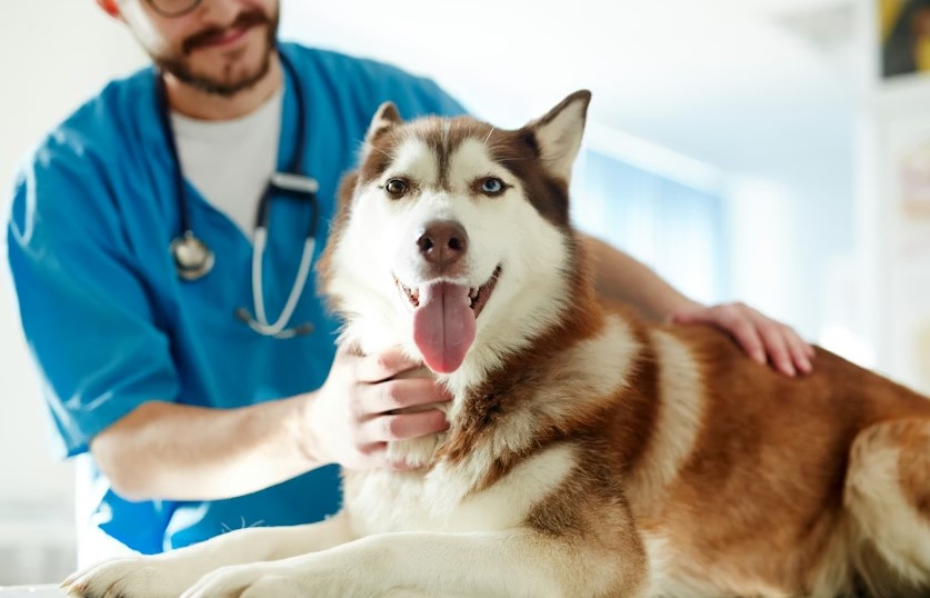 Best Animal Hospitals In Maryland.jpg