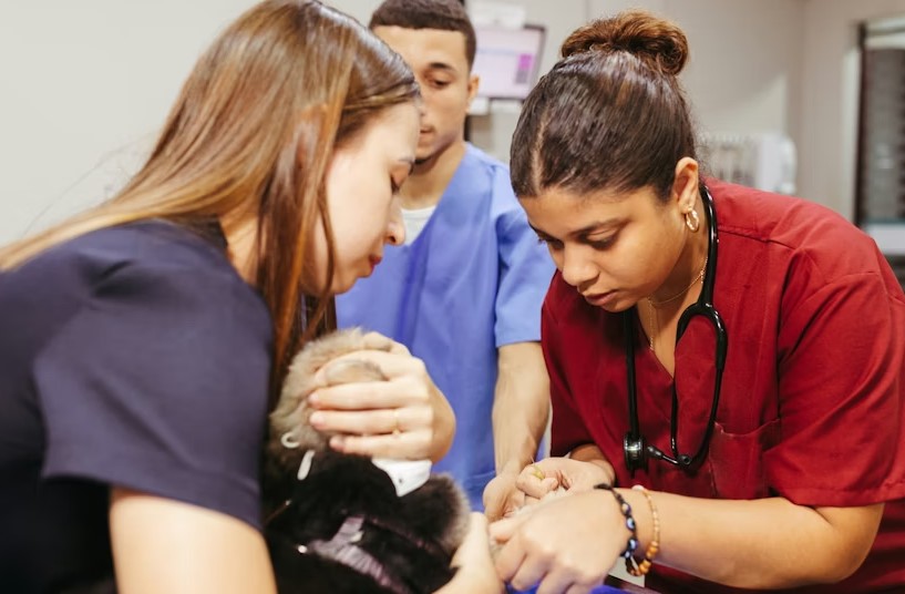 Best Animal Hospitals In Massachusetts.jpg