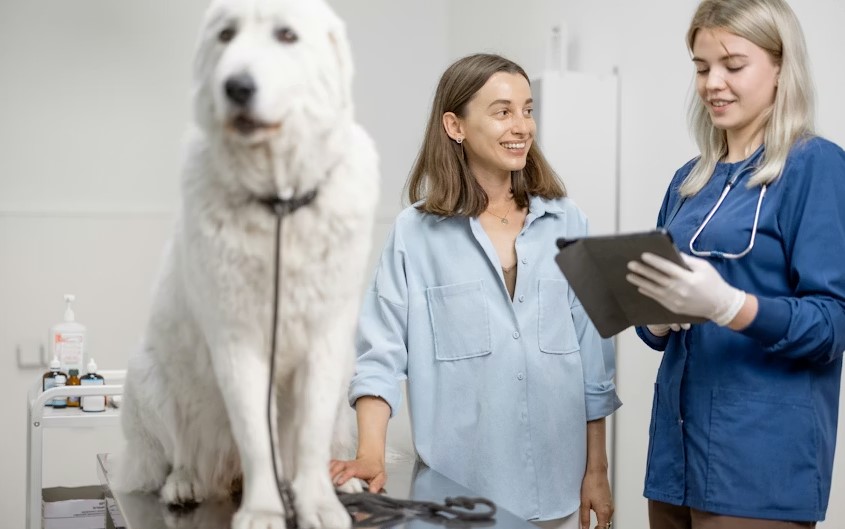 Best Animal Hospitals In New Hampshire.jpg