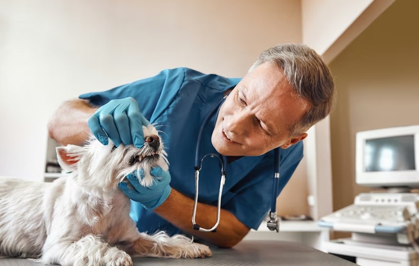 Best Animal Hospitals In New Jersey.jpg