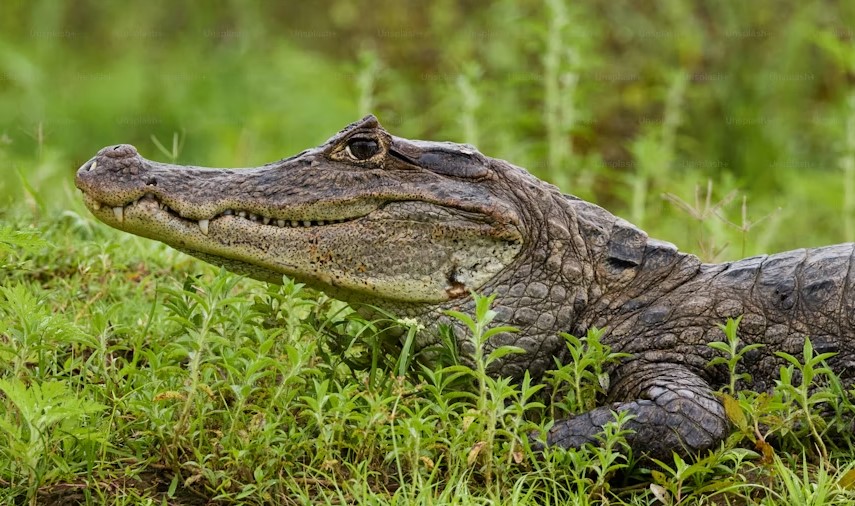 Best Foods For American Alligator.jpg