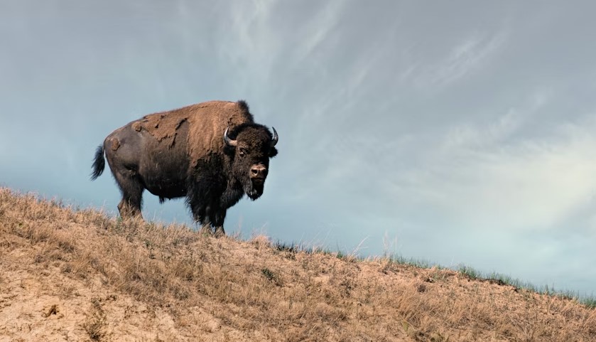 Best Foods For American Bison.jpg