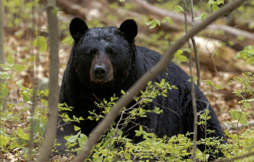 Best Foods For Black Bear.jpg