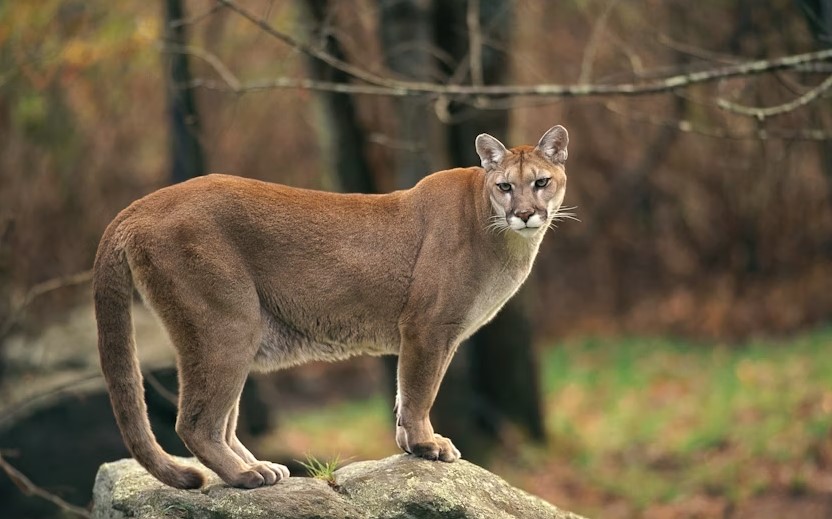 Best Foods For Cougar.jpg