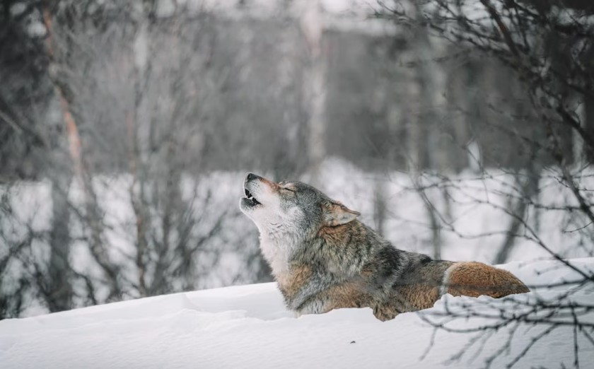 Best Foods For Gray Wolf.jpg