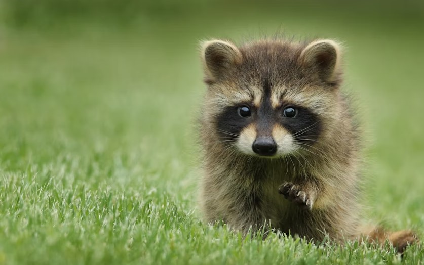 Best Foods For Raccoon.jpg