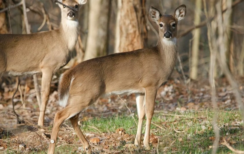 Best Foods For White-Tailed Deer.jpg