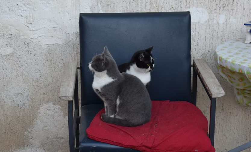 Daily Animal Care Routine For Pets.jpg